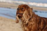 CAVALIER KING CHARLES 485